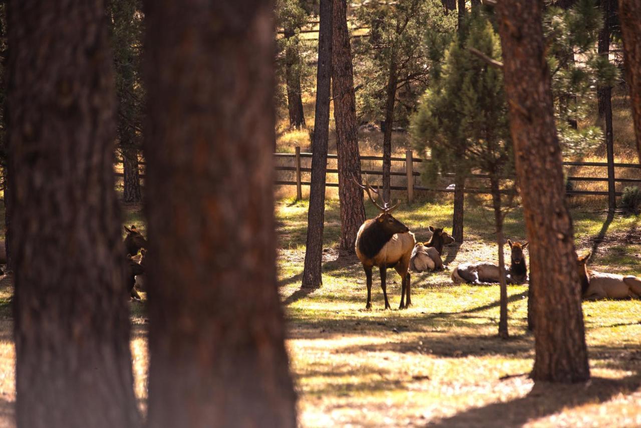 Huge Ruidoso Retreat With Game Room, Pool, 2 Balconies, 2 Kitchens - Sleeps 17! Εξωτερικό φωτογραφία